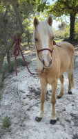 Vente de cheval : FEELING DE L'ARCHE